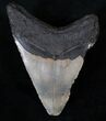 Pathalogical Megalodon Tooth - North Carolina #13825-2